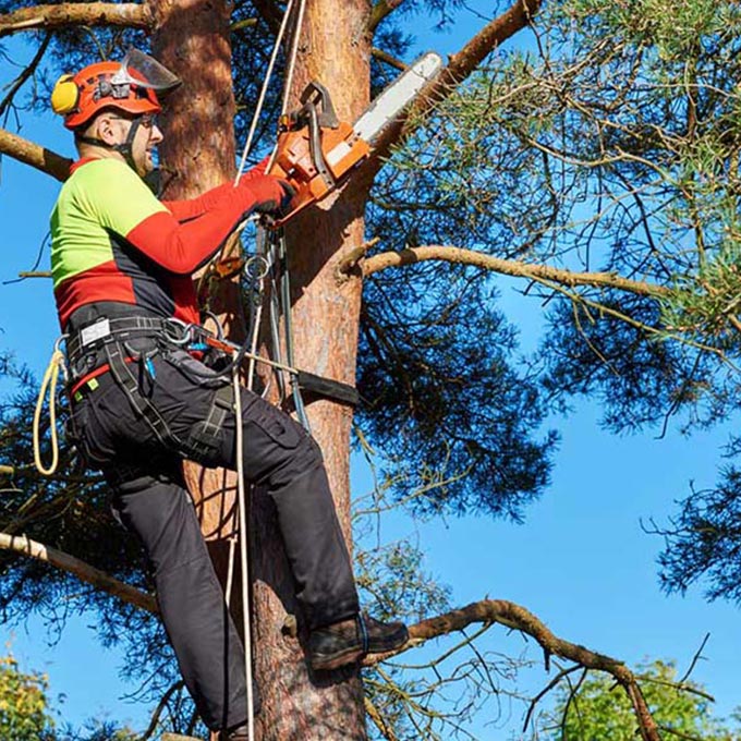 Americus Tree & Landscape Design Arborist Services
